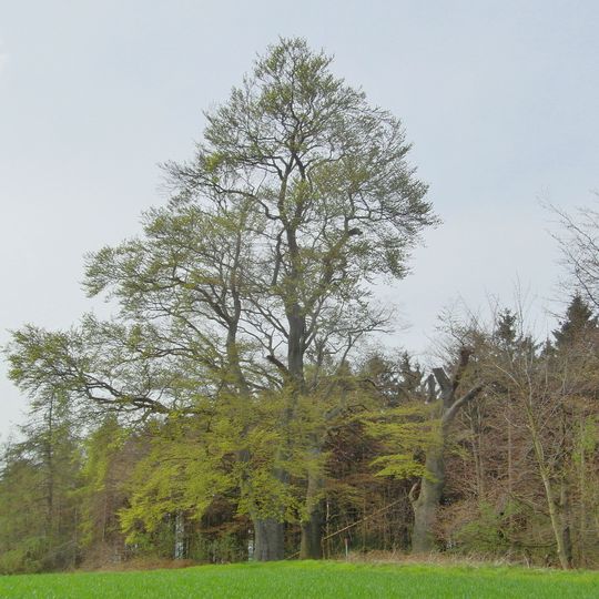 3 Rotbuchen auf dem Schafberg