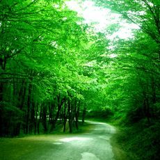 Belgrad Forest