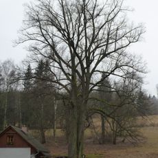 Lípa v Karlově u čp.1