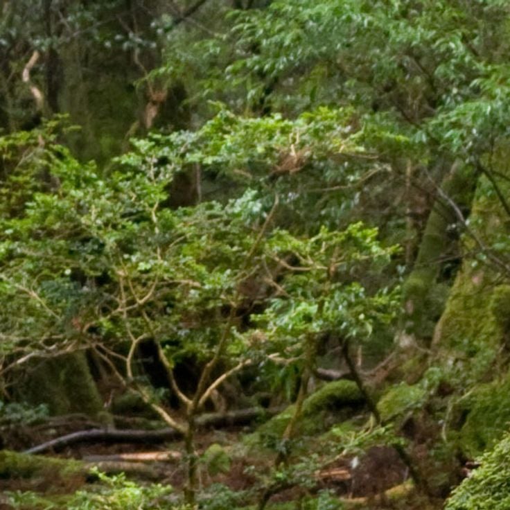 Yakushima