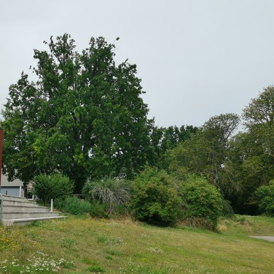 Naturdenkmal Stiel-Eiche ehemaliges Schlossgelände in Blumberg