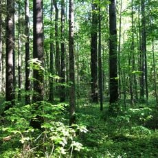 Kupravas liepu audze