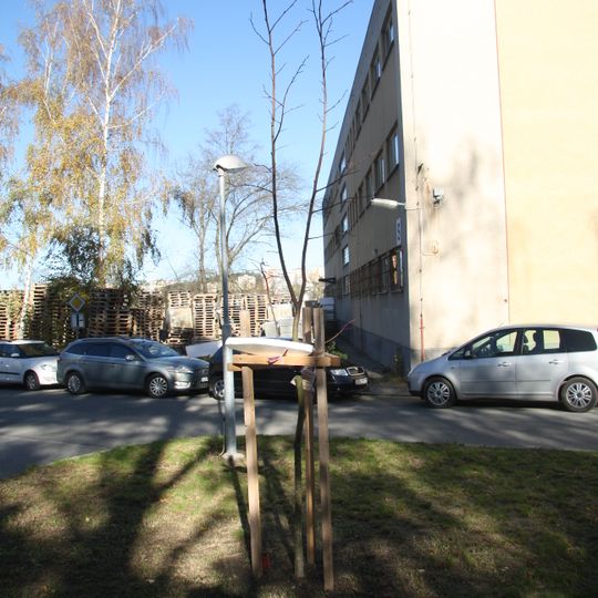 Lípa ke 100. výročí vzniku Československé republiky