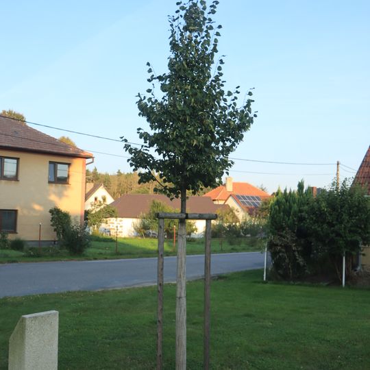 Lípa svobody ve Valdíkově