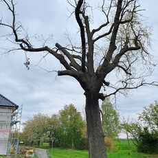 Quercus robur at village entrance Gerbisdorf