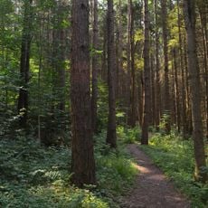 Highland Forest