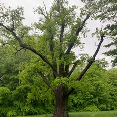 Stieleiche im Lustgarten Waldenburg