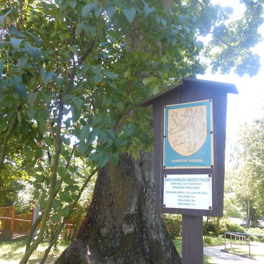 Javor u Domu dětí a mládeže v Hlučíně