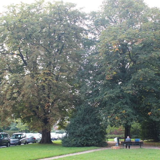 Tilleul à petites feuilles