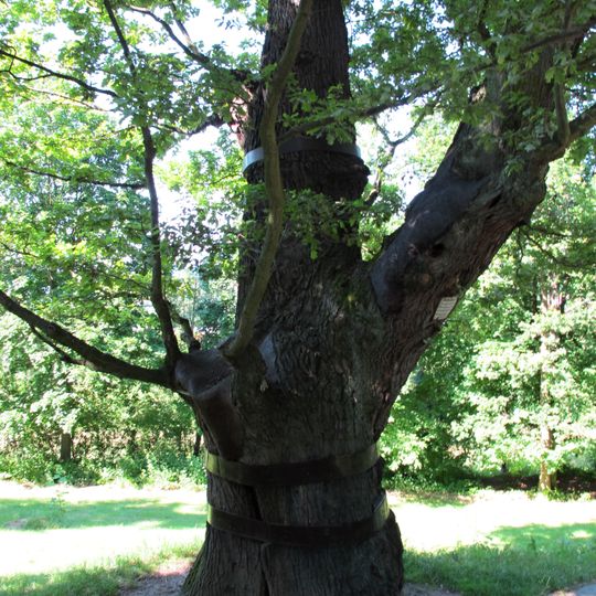 Svatováclavský dub