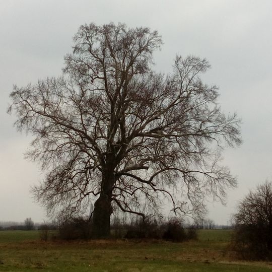 Platan východný v Jelke