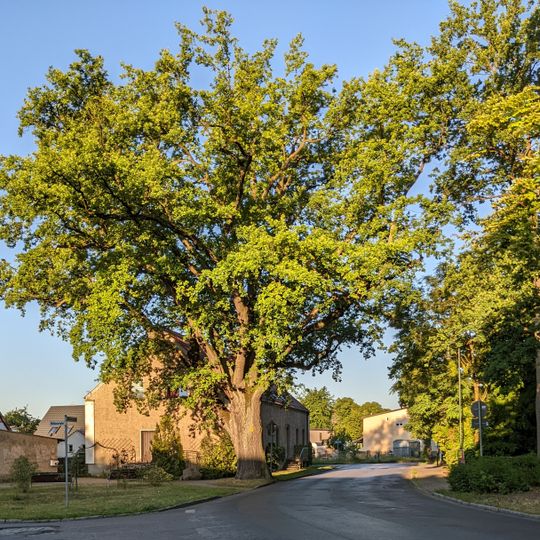 Naturdenkmal Trebus-Eiche Südwestseite der Wilhelmstraße in Eggersdorf