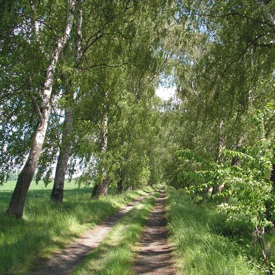 Březová alej u Kysibelského dvora