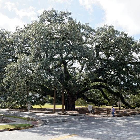 The Big Oak