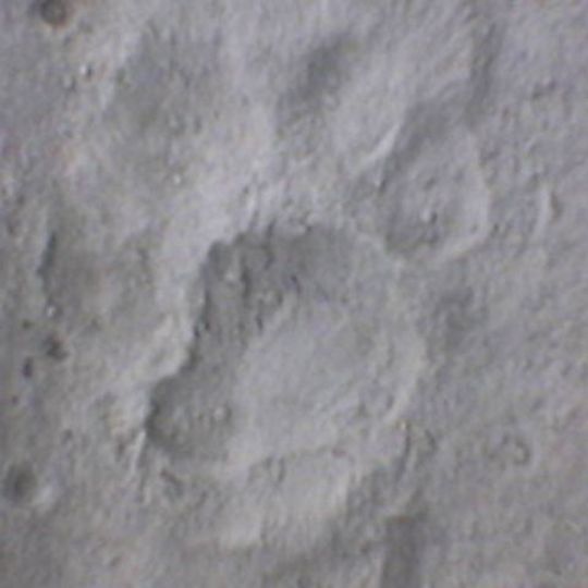 Réserve de tigres de Dudhwa