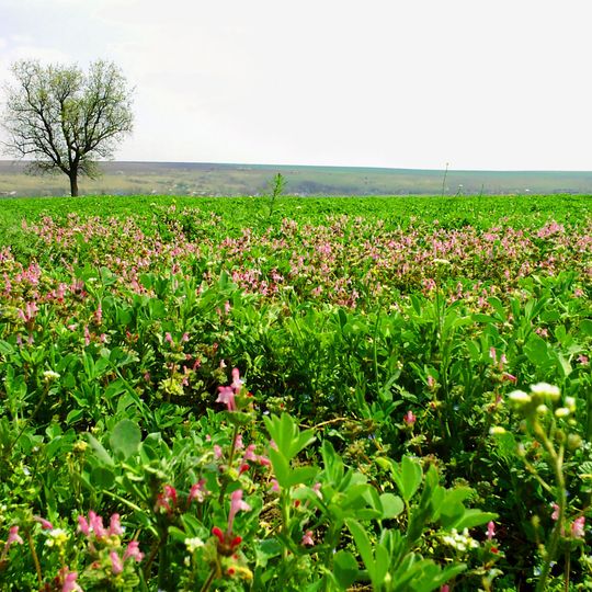 Znamianka municipality