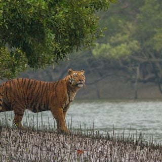 Parque Nacional dos Sundarbans