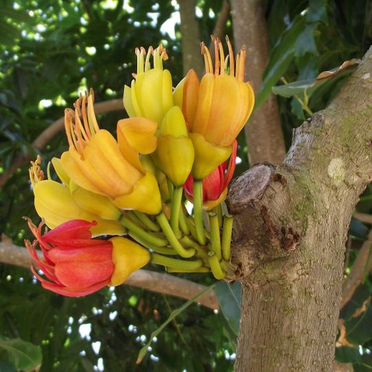 Jardines Queens de Townsville