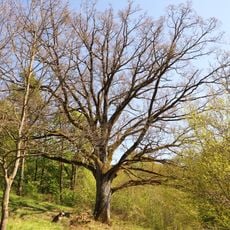 Eiche an der Kirche