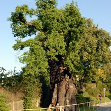 Grabeiche
