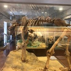 Museo speleo paleontologico e archeologico di Genga