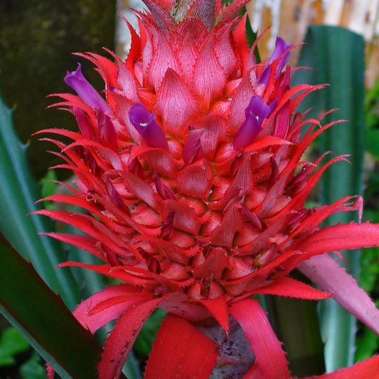 Plantación y jardín botánico Olu Pua