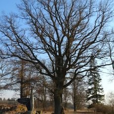 Riškaičių ąžuolas