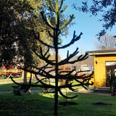 Tree