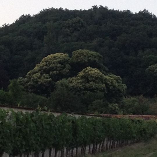 Esskastanie am Haus Kynast in Radebeul-Zitzschewig