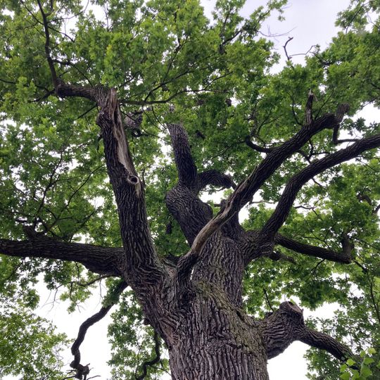 Dub u rybníka Šanda