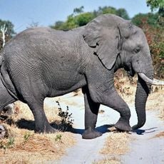 Moremi Game Reserve