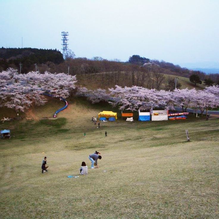 Festival dei ciliegi in fiore