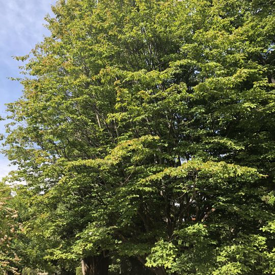 Parrotia en el Real Jardín Botánico, Madrid