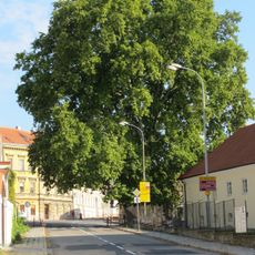 Platan javorolistý (Mikulov)