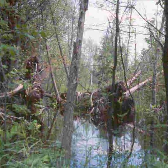 Au Sable State Forest