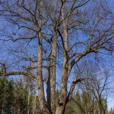 Lípa pod Krušnou horou