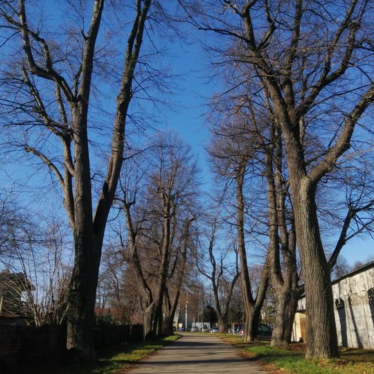 Karłuszowiec Palace Complex - linden allées