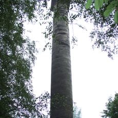 Pitts Column