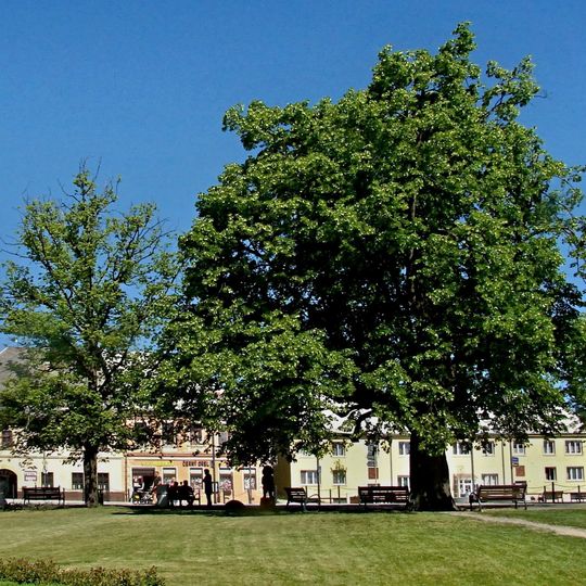 Lípa v Moravském Berouně