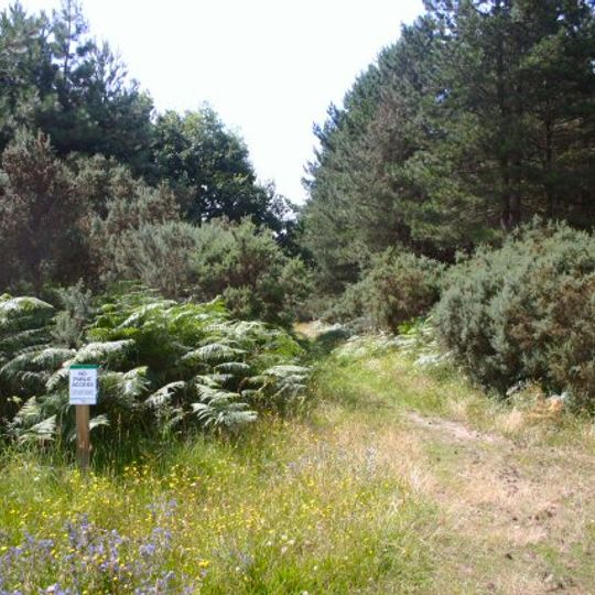 Breckland Forest
