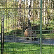 Gnadenhof für Bären