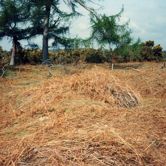 Collin's Grave: a bowl barrow on Burley Moor