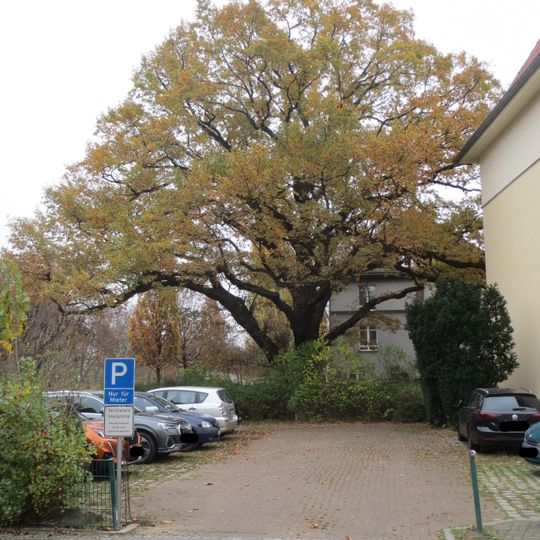 Stiel-Eiche Am Nordgraben