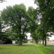 Naturdenkmal Stieleiche Bindow