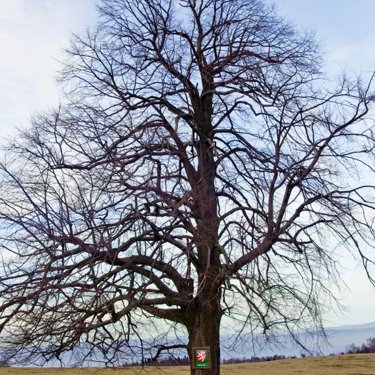 Lípa na Paseckém vrchu