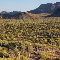 Ironwood Forest National Monument