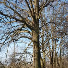 Lípa malolistá ve Vidově u Malše