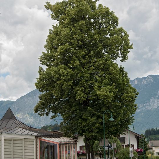 Kaiserjubiläumslinde Bad Häring