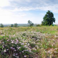 Vasylivka Hromada, Bolhrad Raion