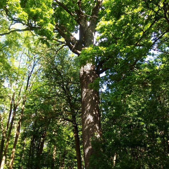 Dub u Veličky ve Strážnici
